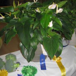 Location: Austin ,TX
Date: 11-20
My 1st Place, Green Thumb, Best of Section in Austin Garden Show