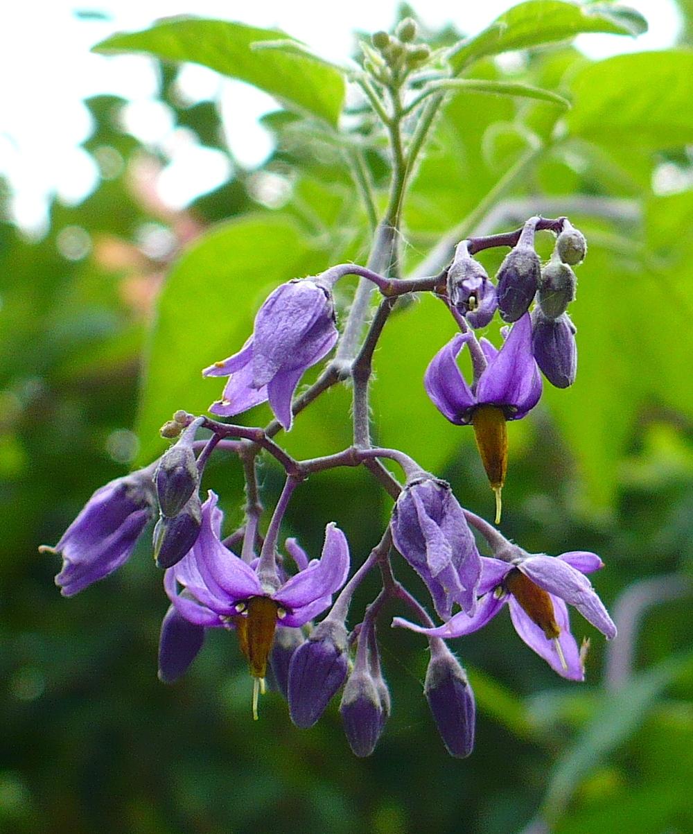 Photo of Bittersweet Nightshade (Solanum dulcamara) uploaded by HemNorth