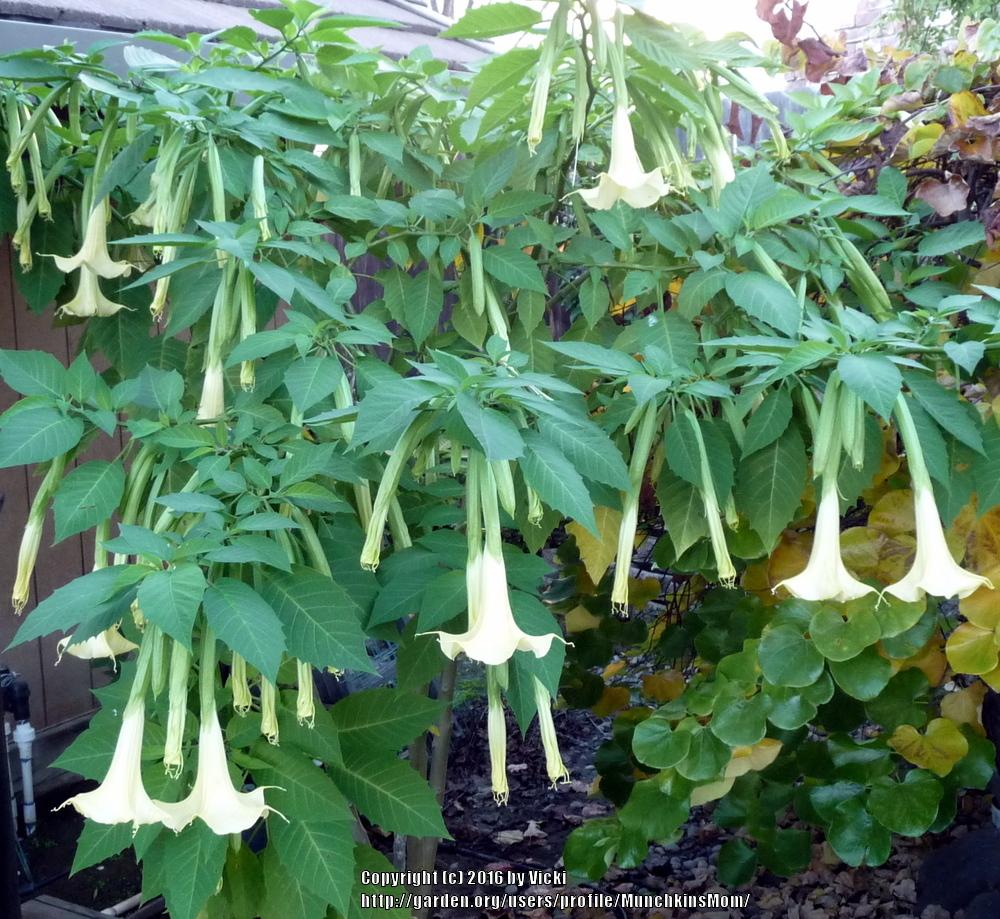 Photo of Angel's Trumpets (Brugmansia) uploaded by MunchkinsMom