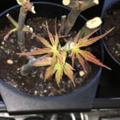 First leaves/growth on propagated stalk