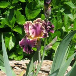 Location: Iris garden - full sun
Date: 2016-0530