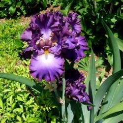 Location: Iris garden - full sun
Date: 2016-0529