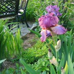 Location: Iris garden - full sun
Date: 2016-0527