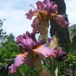 Location: Iris garden - full sun
Date: 2016-0527
Love those horns!