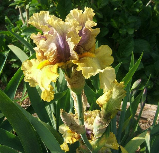 Photo of Tall Bearded Iris (Iris 'Secret Rites') uploaded by pirl