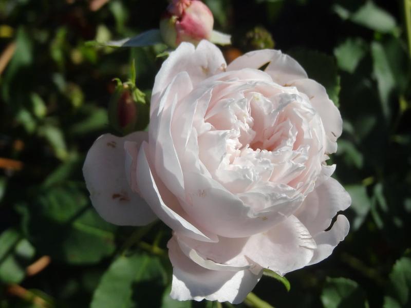 Photo of Rose (Rosa 'Marie Dermar') uploaded by Orsola