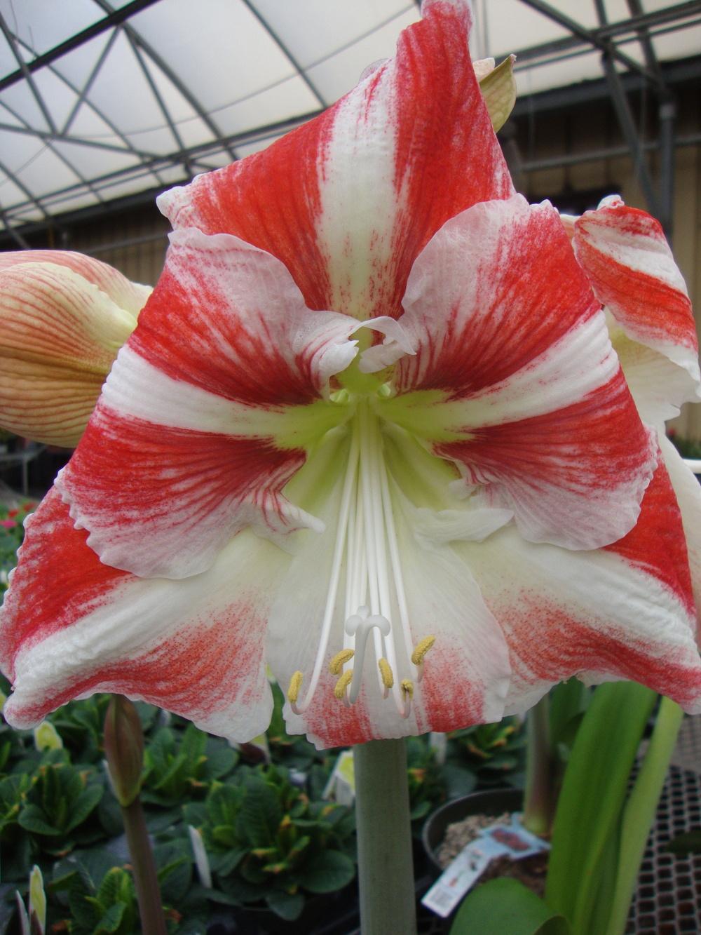 Photo of Amaryllis (Hippeastrum 'Clown') uploaded by Paul2032