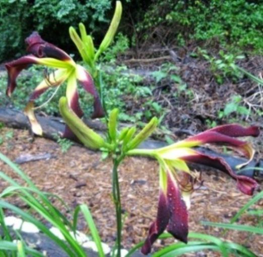 Photo of Daylily (Hemerocallis 'Velvet Ribbons') uploaded by Sscape