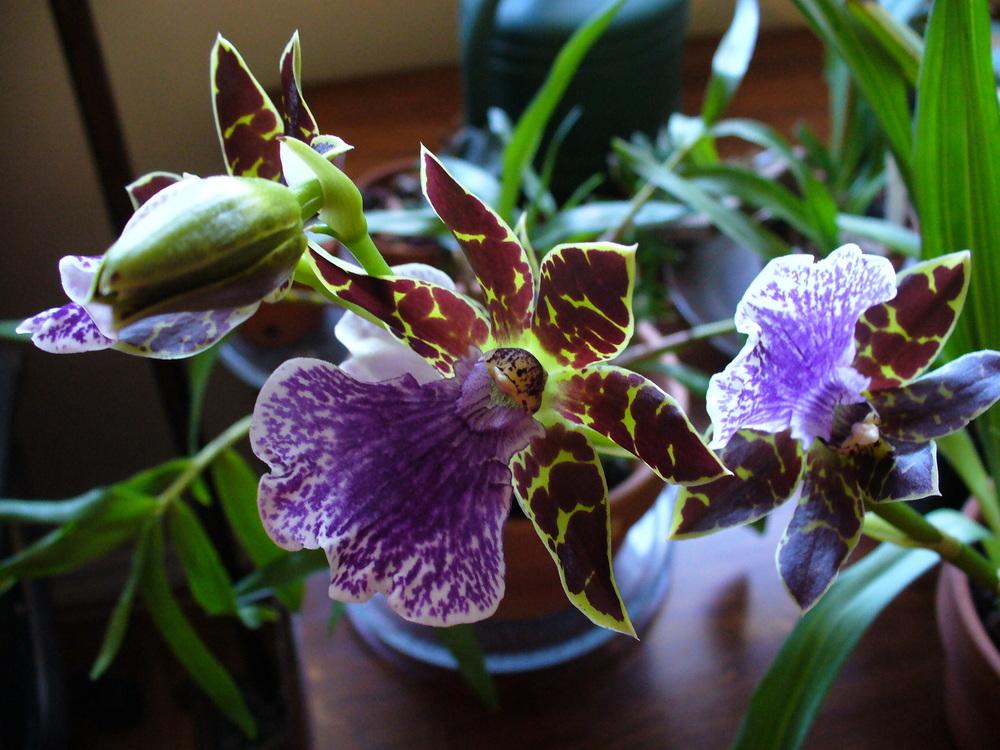 Photo of Orchid (Zygopetalum Imagination 'Sparkles') uploaded by Ted5310
