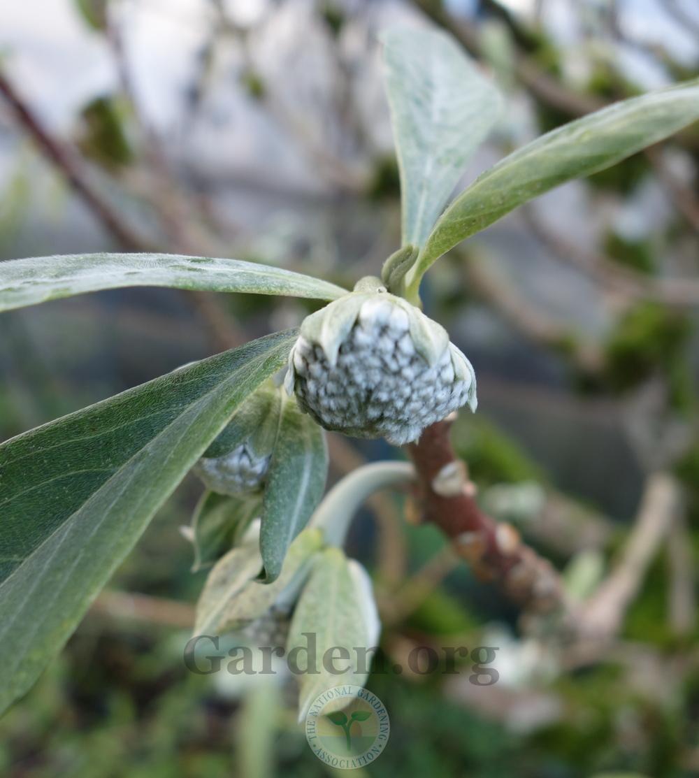 Photo of Oriental Paperbush (Edgeworthia chrysantha) uploaded by springcolor