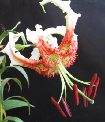Photo of Showy Lily (Lilium speciosum var. gloriosoides) uploaded by BUGGYCRAZY