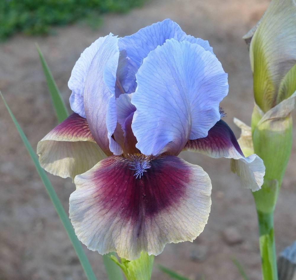 Photo of Arilbred Iris (Iris 'Confederate') uploaded by Misawa77