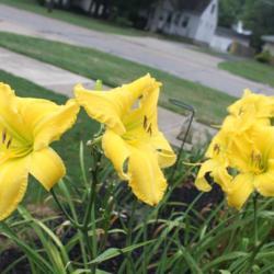 Location: Lewis daylily garden
Photo by Paul Lewis used with permission