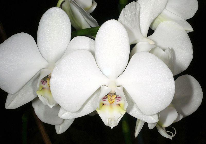Photo of White Moth Orchid (Phalaenopsis amabilis) uploaded by robertduval14