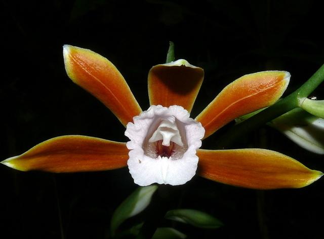 Photo of Orchid (Calanthe philippinensis) uploaded by robertduval14