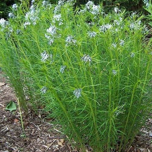 Photo of Blue Star (Amsonia hubrichtii) uploaded by Lalambchop1