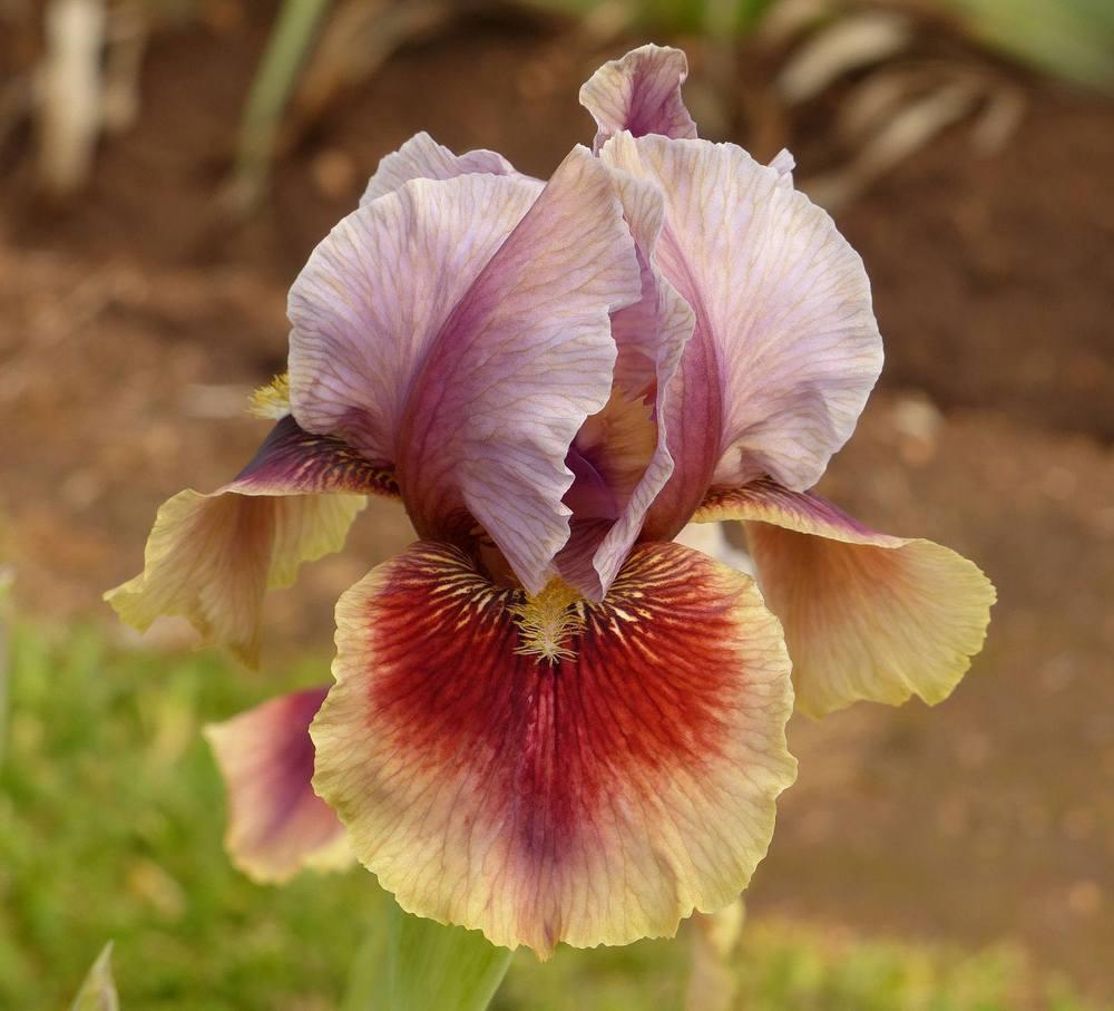 Photo of Arilbred Iris (Iris 'Calypso Dancer') uploaded by Misawa77