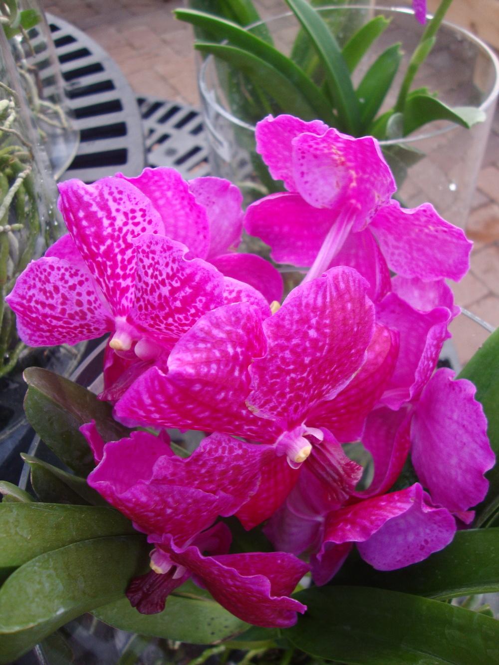 Photo of Orchid (Vanda) uploaded by Paul2032