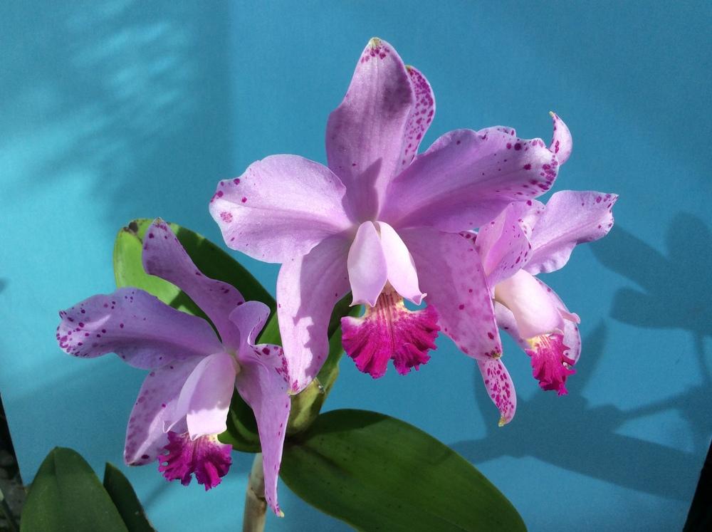Photo of Orchid (Cattleya Loddiglossa 'Honey Ball') uploaded by Ursula