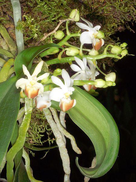 Photo of Orchid (Phalaenopsis lobbii) uploaded by robertduval14