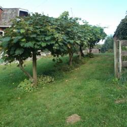 Location: Cedarhome, Washington
Date: 2013-09-02
Mixed variety of grapes trained to an overhead trellis with vario