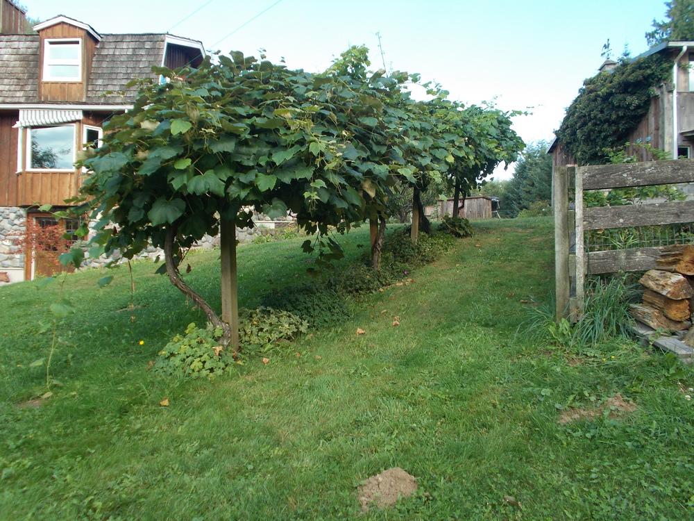 Photo of Grape (Vitis vinifera) uploaded by Bonehead