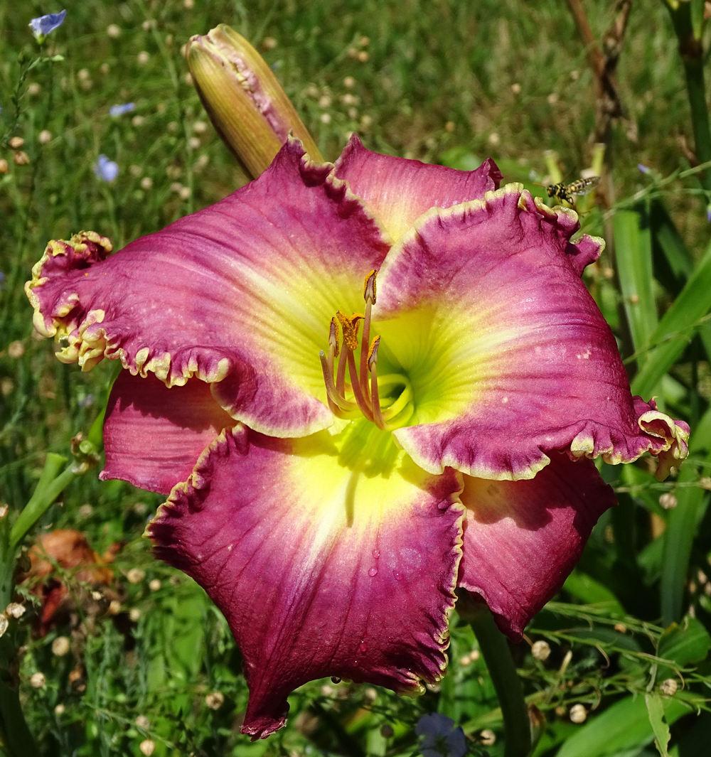 Photo of Daylily (Hemerocallis 'Chariot of Clouds') uploaded by MaryNE
