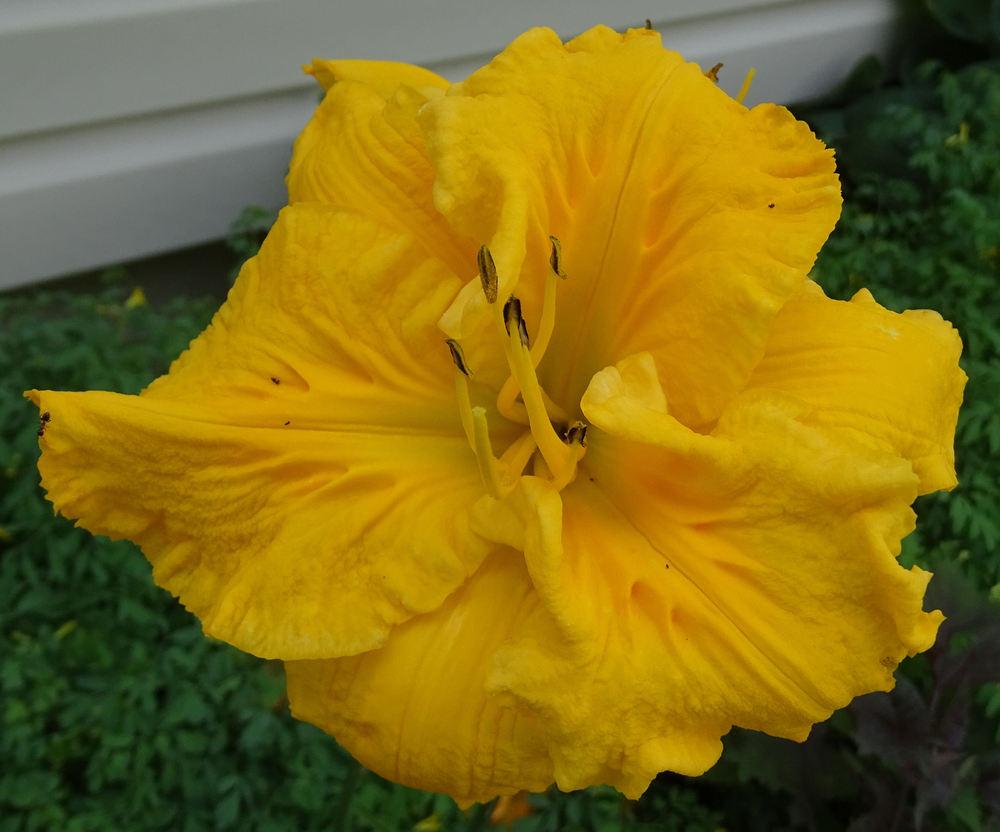 Photo of Daylily (Hemerocallis 'Song of the Empire') uploaded by MaryNE