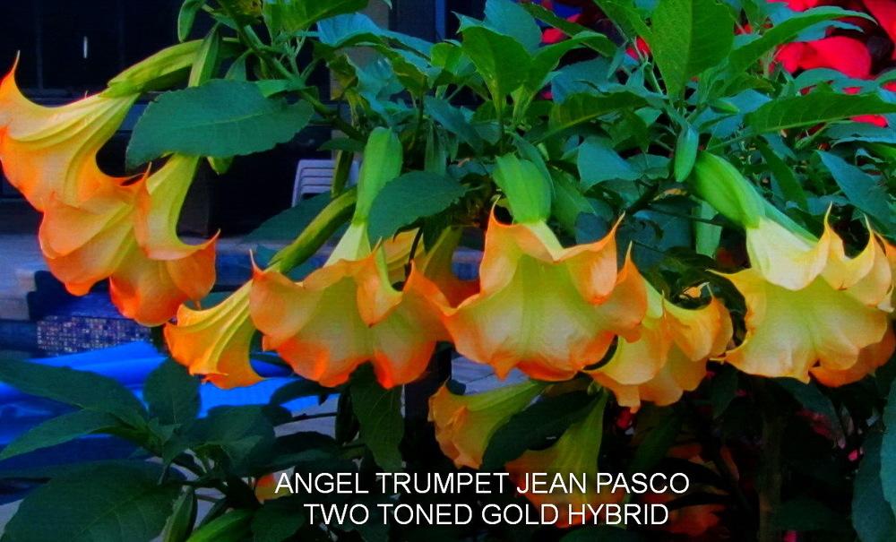 Photo of Angel Trumpet (Brugmansia 'Jean Pasco') uploaded by payton1