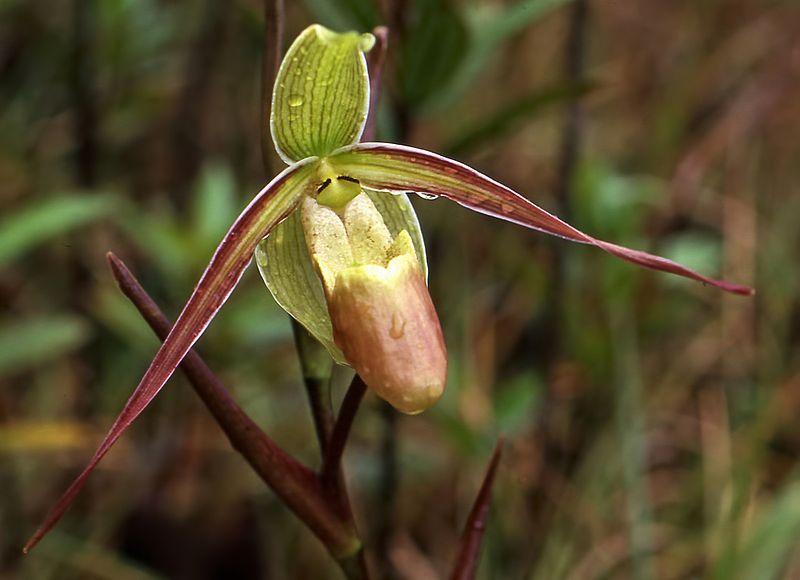 Photo of Orchid (Phragmipedium longifolium) uploaded by robertduval14