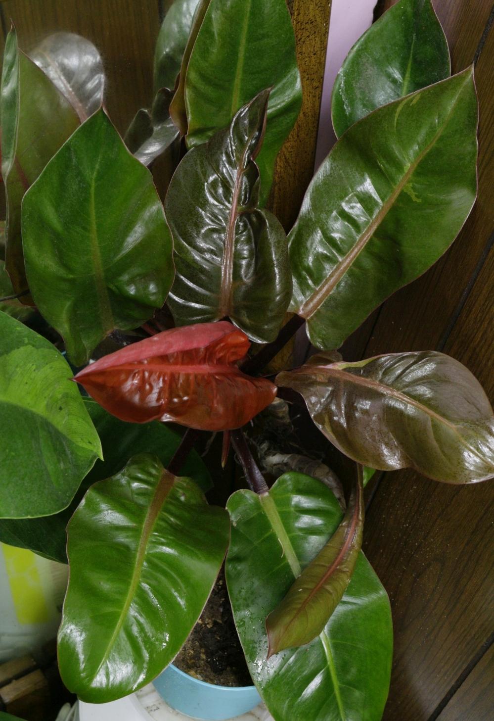 Photo of Blushing Philodendron (Philodendron 'Imperial Red') uploaded by gasrocks