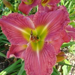 
Courtesy of Oak Hill Daylilies used with permission
