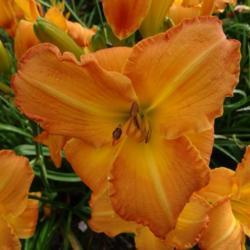 
Courtesy of Oak Hill Daylilies used with permission