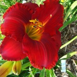 
Courtesy of Oak Hill Daylilies, used with permission
