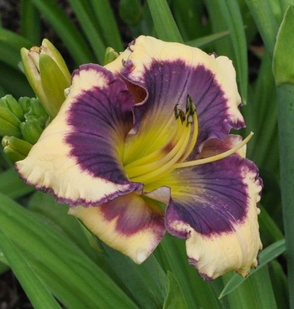 Photo of Daylily (Hemerocallis 'Magnet for Memories') uploaded by hillbilly