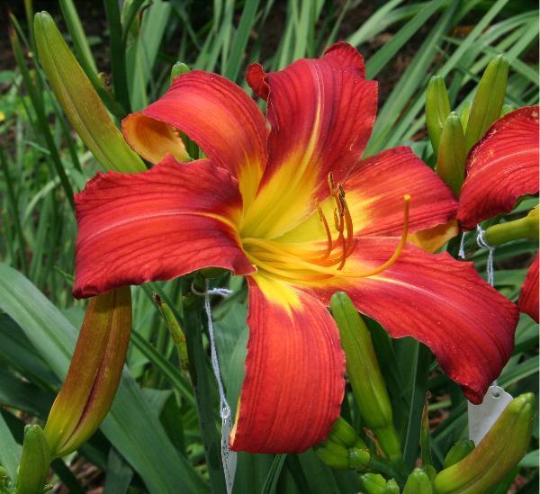 Photo of Daylily (Hemerocallis 'Whip City Show Stopper') uploaded by Calif_Sue
