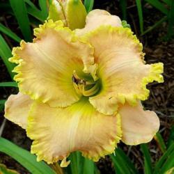 
Photo courtesy of Roth Daylily Farm used with permission