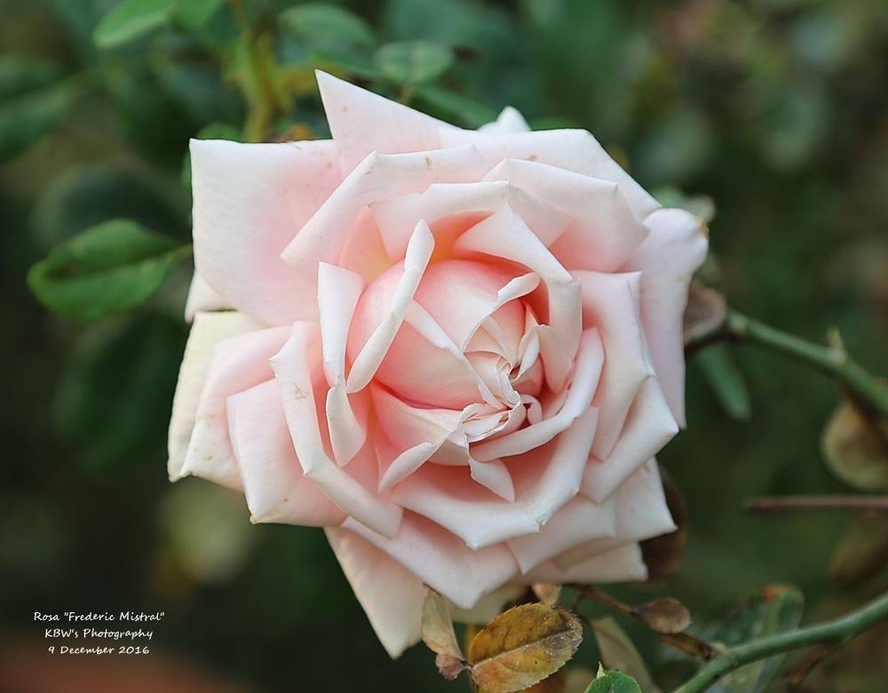 Photo of Rose (Rosa 'Frederic Mistral') uploaded by kbw664