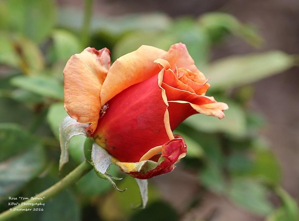 Photo of Rose (Rosa 'Tom Brown') uploaded by kbw664