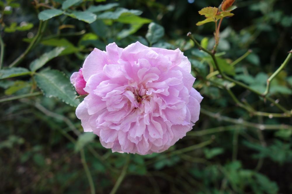 Photo of Rose (Rosa multiflora 'Seven Sisters') uploaded by mellielong