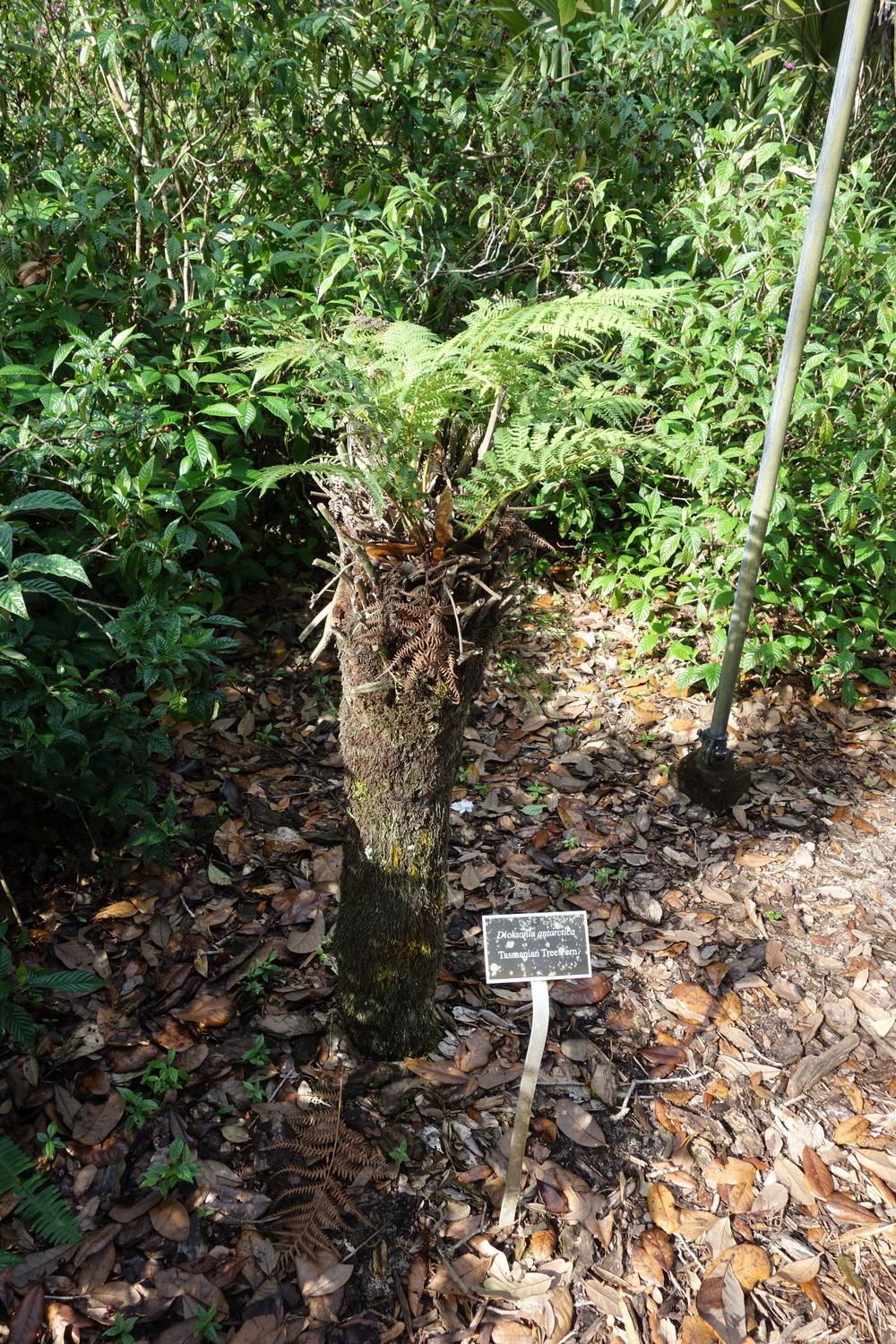 Photo of Soft Tree Fern (Dicksonia antarctica) uploaded by mellielong