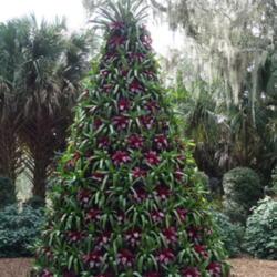 Location: Lake Wales, FL
Date: 2016-12-08
Bromeliad Christmas Tree at Bok Tower Gardens