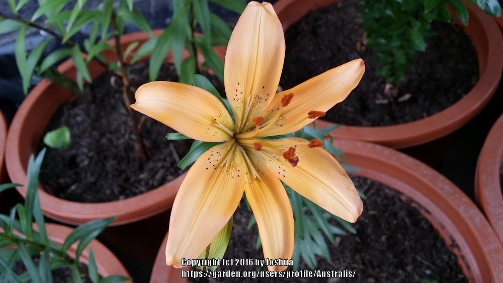Photo of Lily (Lilium 'Soft Whisper') uploaded by Australis