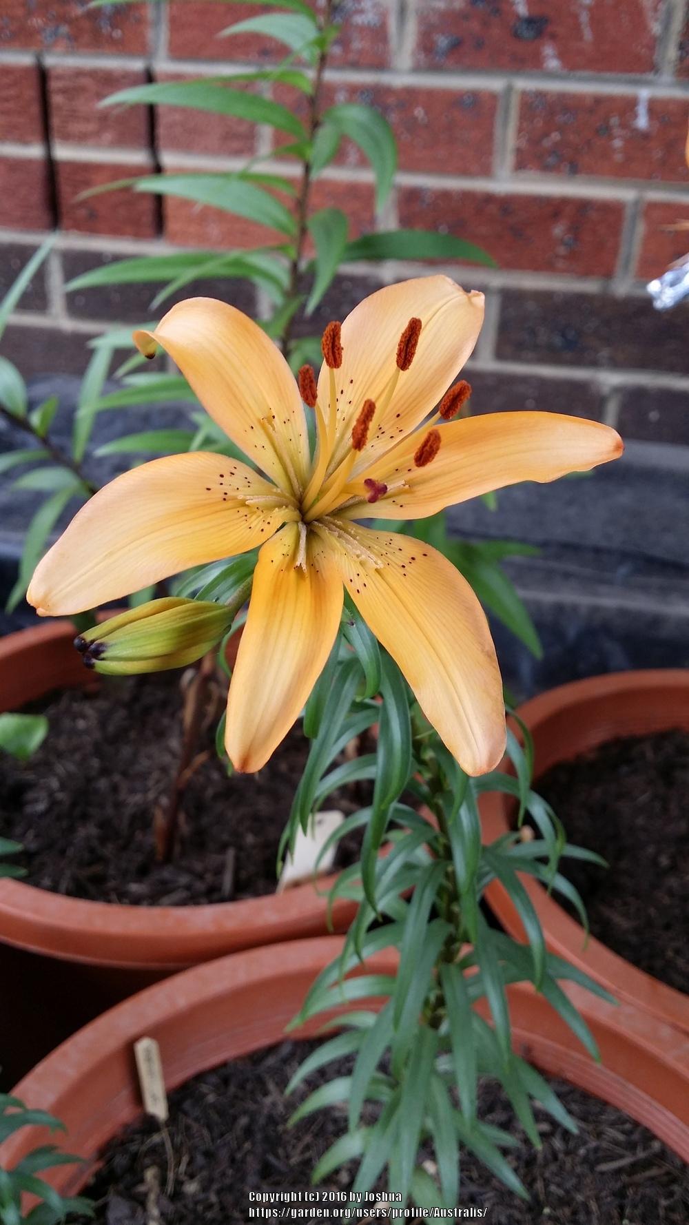 Photo of Lily (Lilium 'Soft Whisper') uploaded by Australis
