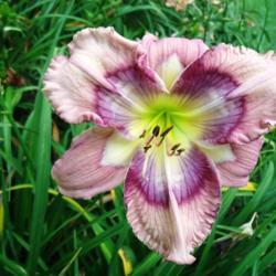 
Photo courtesy of Natural Selection Daylilies