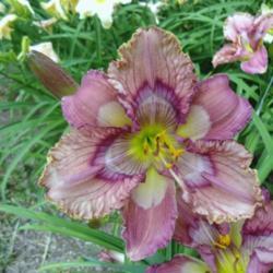 
Photo courtesy of Natural Selection Daylilies