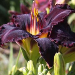 
Photo courtesy of North Country Daylilies