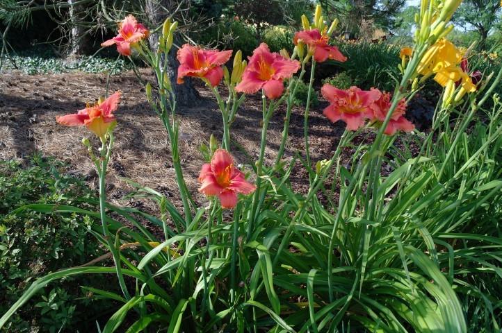 Photo of Daylily (Hemerocallis 'But Wait, There's More') uploaded by Calif_Sue