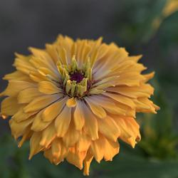 Location: My North zinnia garden
Date: Fall 2014
This large sturdy dark yellow hybrid zinnia showed a touch of bic