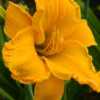 Photo courtesy of Roth Daylily Farm used with permission